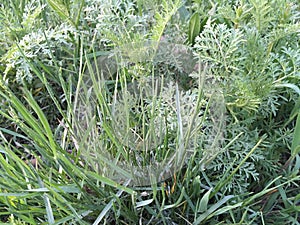 Grass on the lawn near the house close up early morning photo